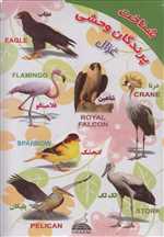 مجموعه شناخت(پرندگان‌وحشی)غزال 